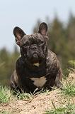 BOULEDOGUE FRANCAIS 374
